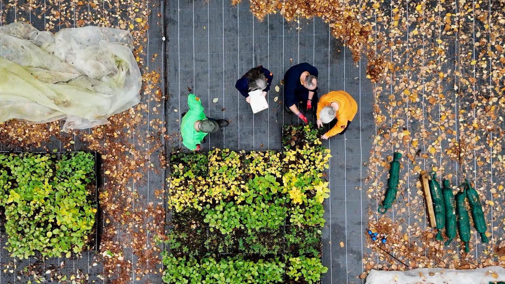 An aerial picture shows four people, one in a mustard hoodie, two in blue jumpers and one in a bright green hoodie. The two men and two women are looking down at tree saplings planted close together. The tree saplings are on black matting surrounded by autumnal leaves 