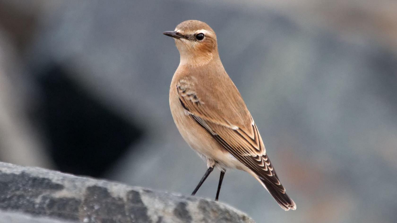 Wheatear - a small brown bird with dark feathers and eyes stands on a grey stone