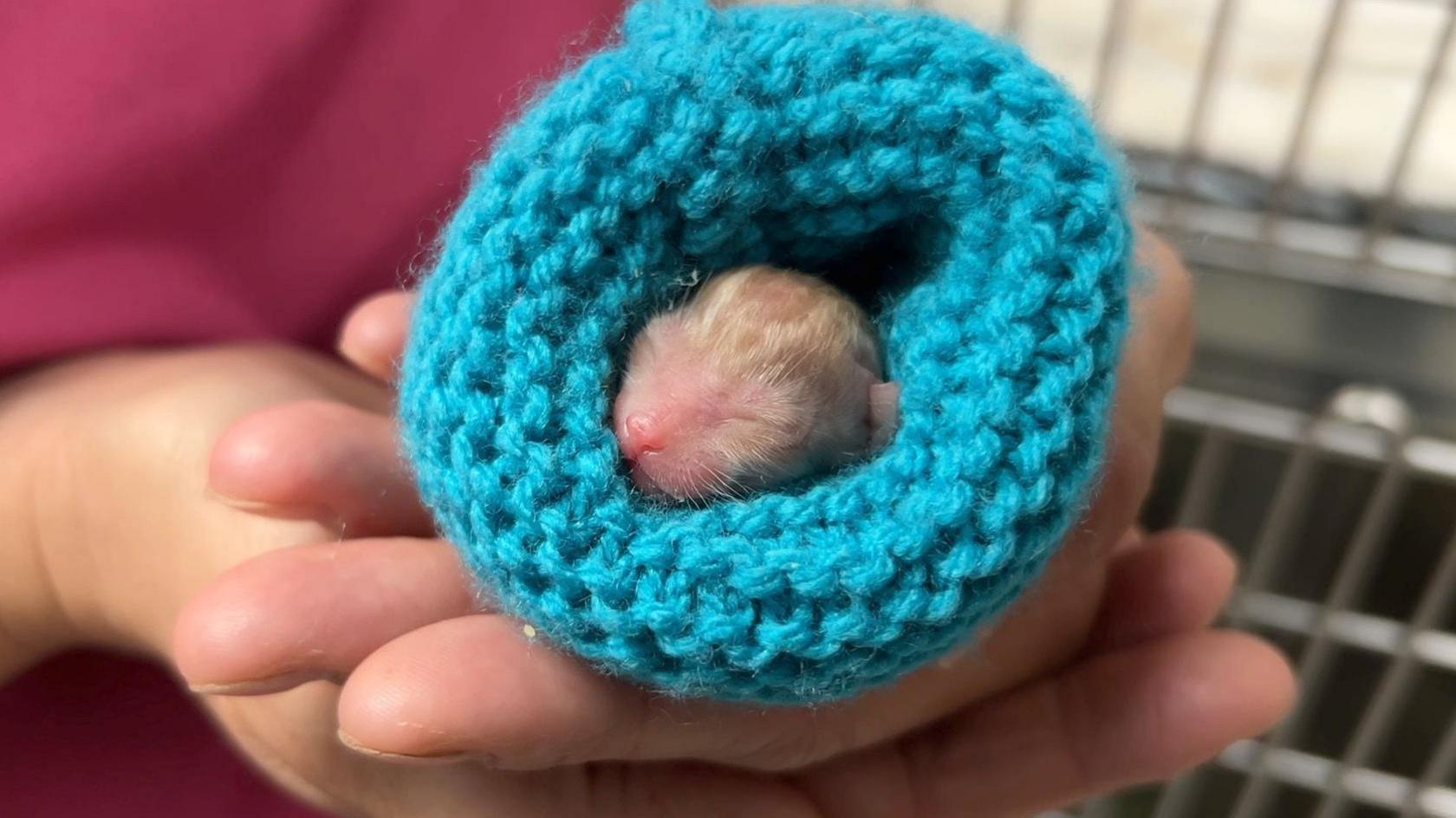 A baby kitten wrapped in a blue blanket and being held by a pair of hands