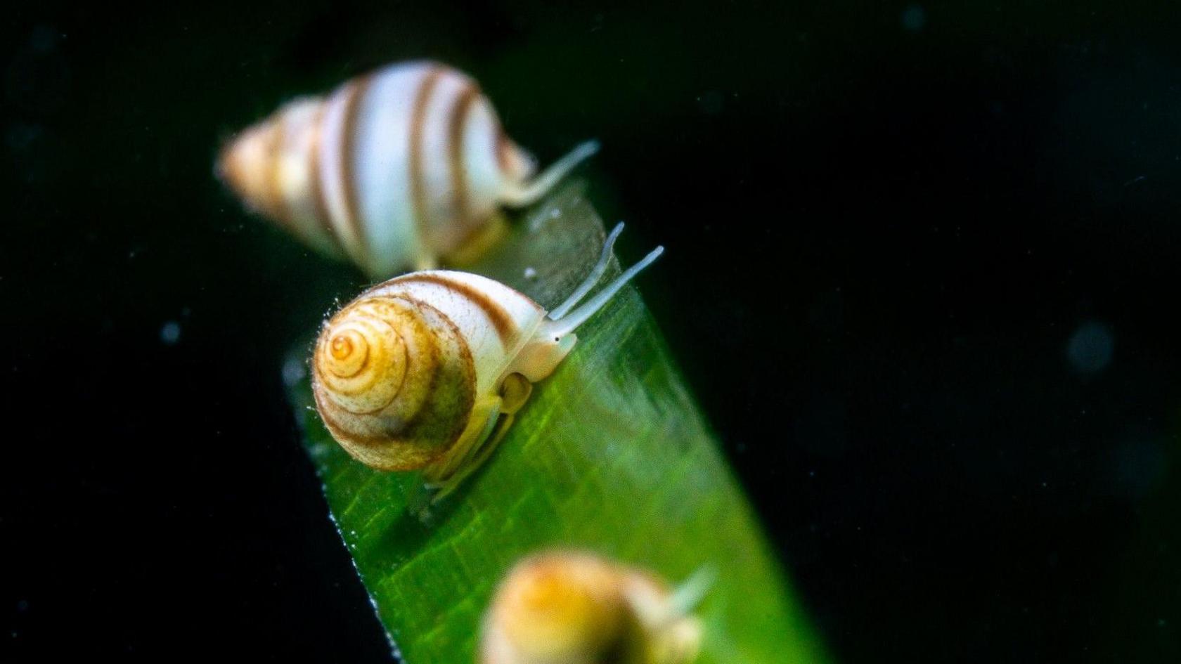 The marine snail is: Lacuna vincta 