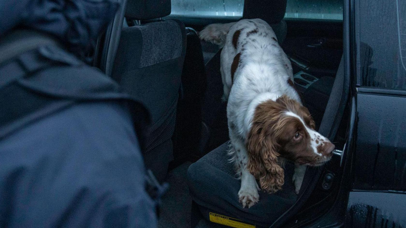 A police dog (spaniel type dog), with white and brown hair - getting ready to exit a black garda car. An officer is in the corner of the photo. 