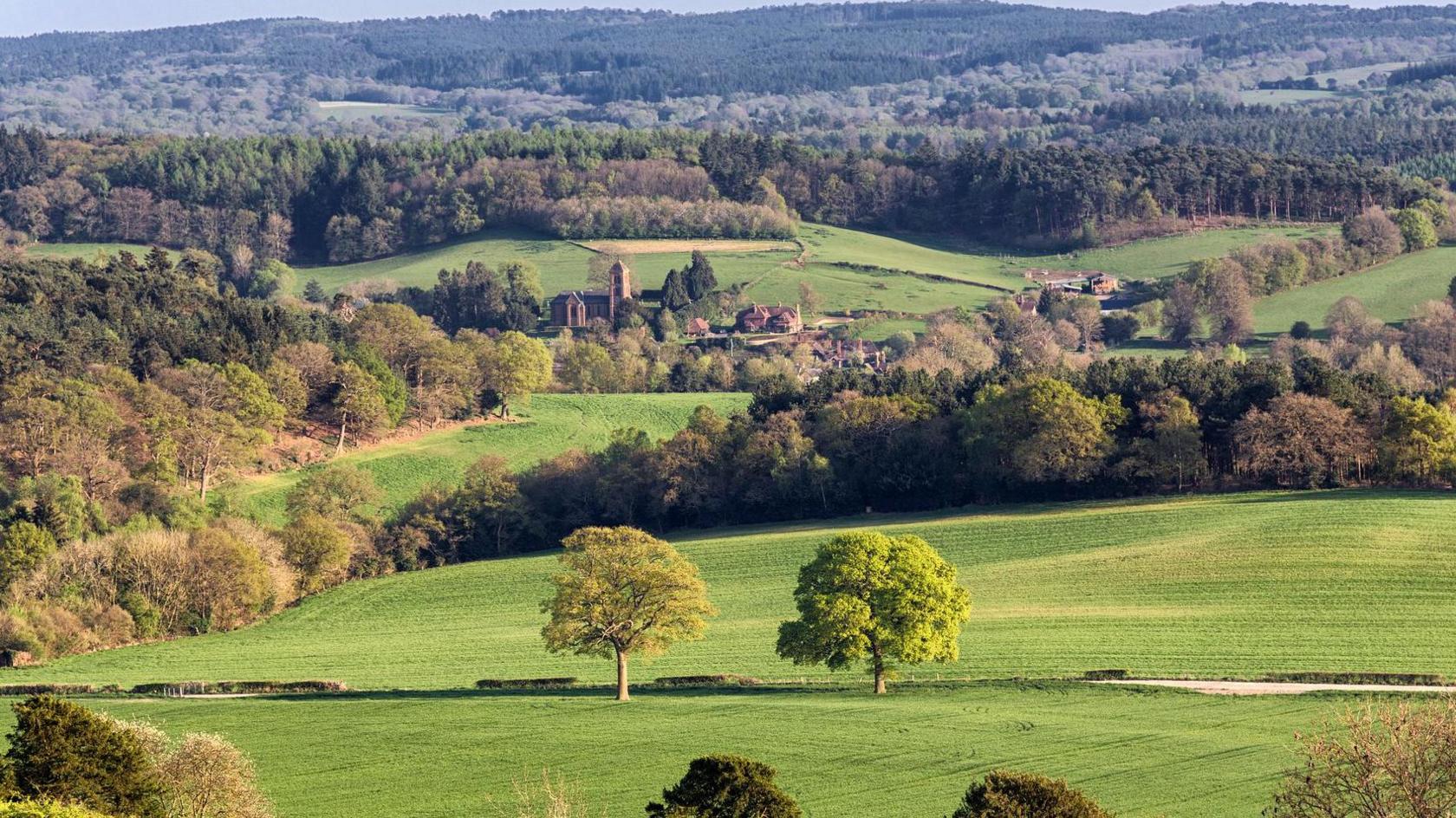 The image is a wide shot of the Surrey Hills. There are lots of trees. In the centre of the image are two green trees and, slightly behind them, buildings. It is nice weather with the sun shining on the grass. 