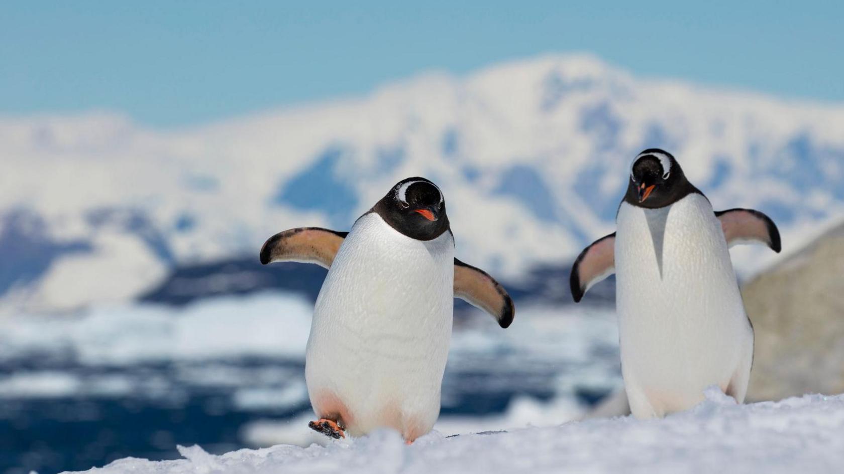 Two penguins walking on ice with a mountain in the background