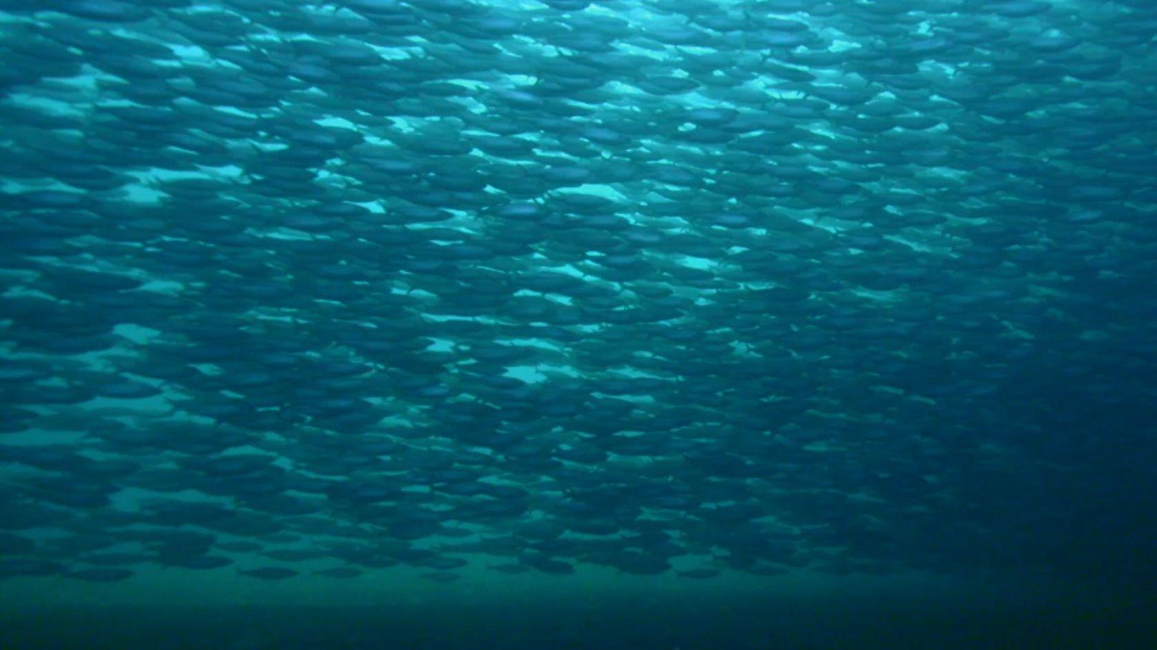 Herring shoal