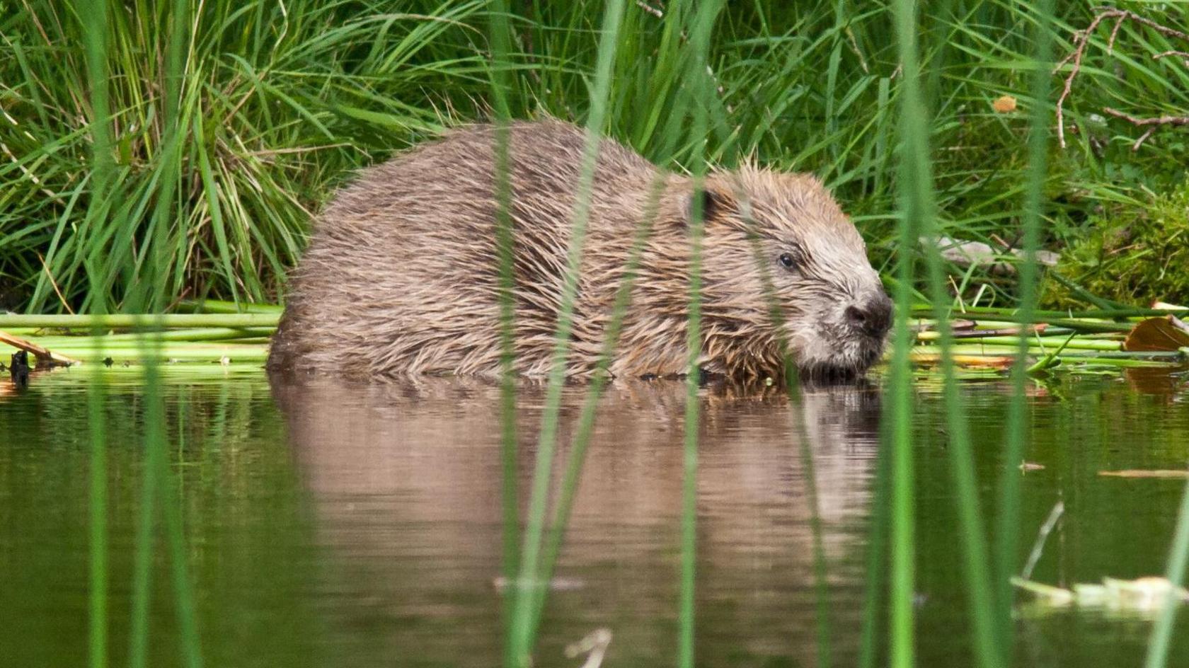 Adult beaver on river banks in Scotland