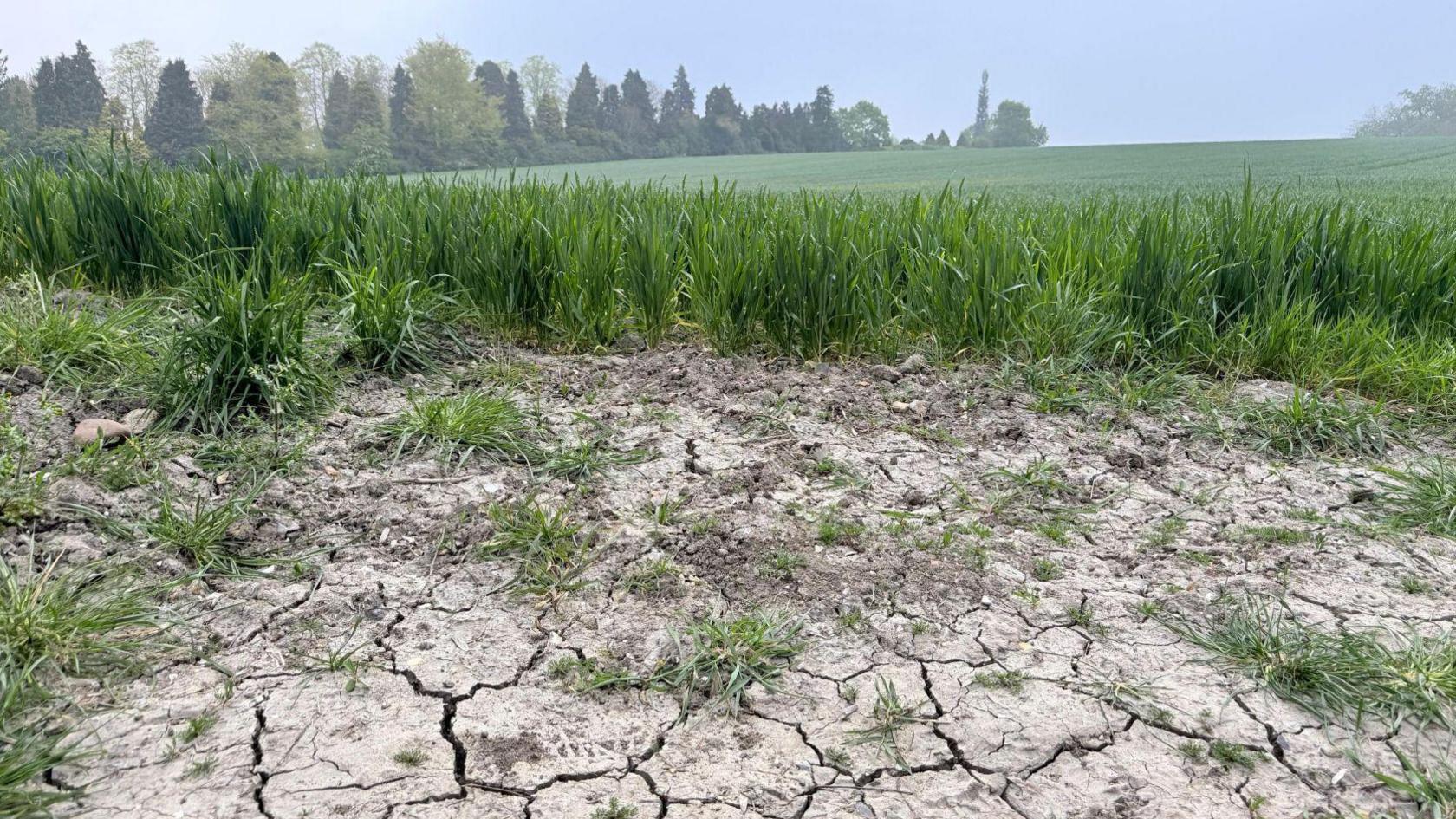 Cracked, dry ground in Stotfold, central Bedfordshire