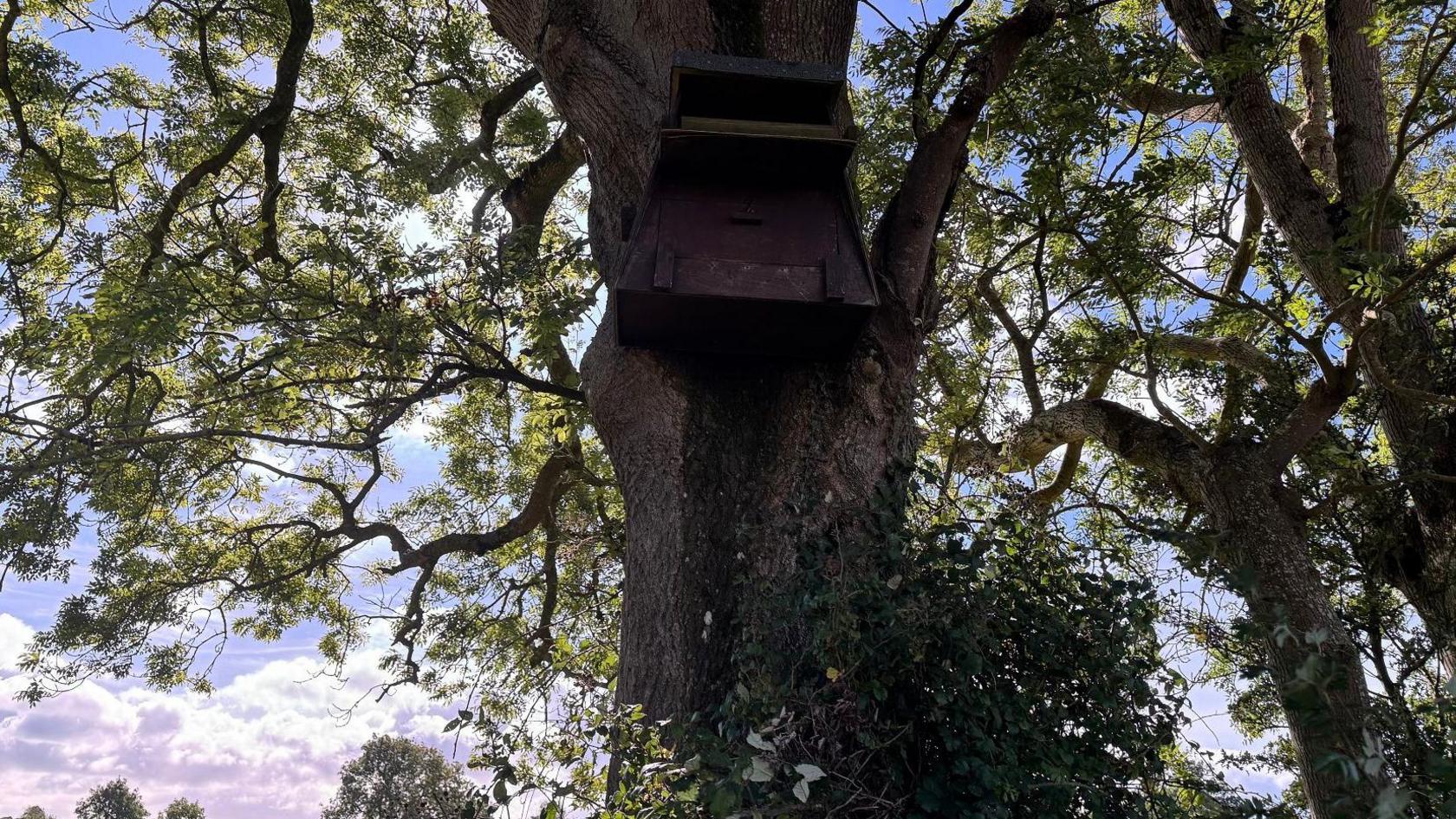 The picture shows a wooden nesting box on the trunk of a large tree