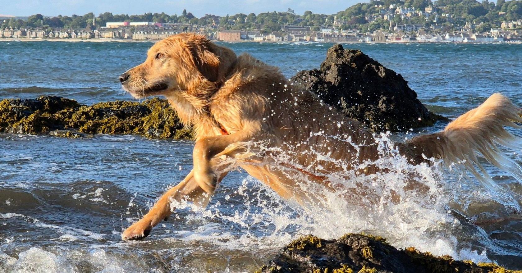 Golden retriever dog running through water, splashing with rocks behind him and a village in the far distance