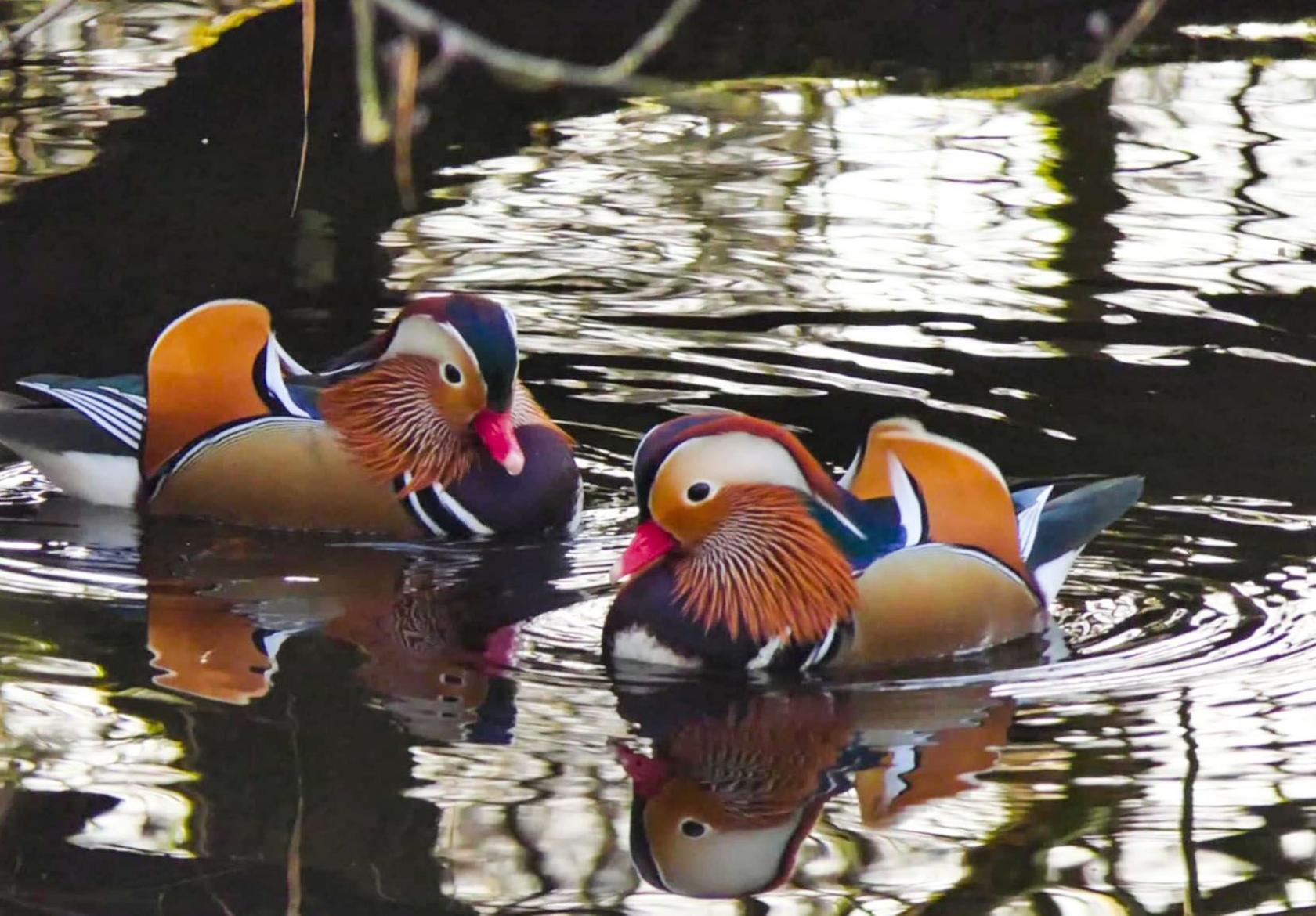 Two Mandarin ducks - coloured orange, blue and a purple/red shade - swim across water