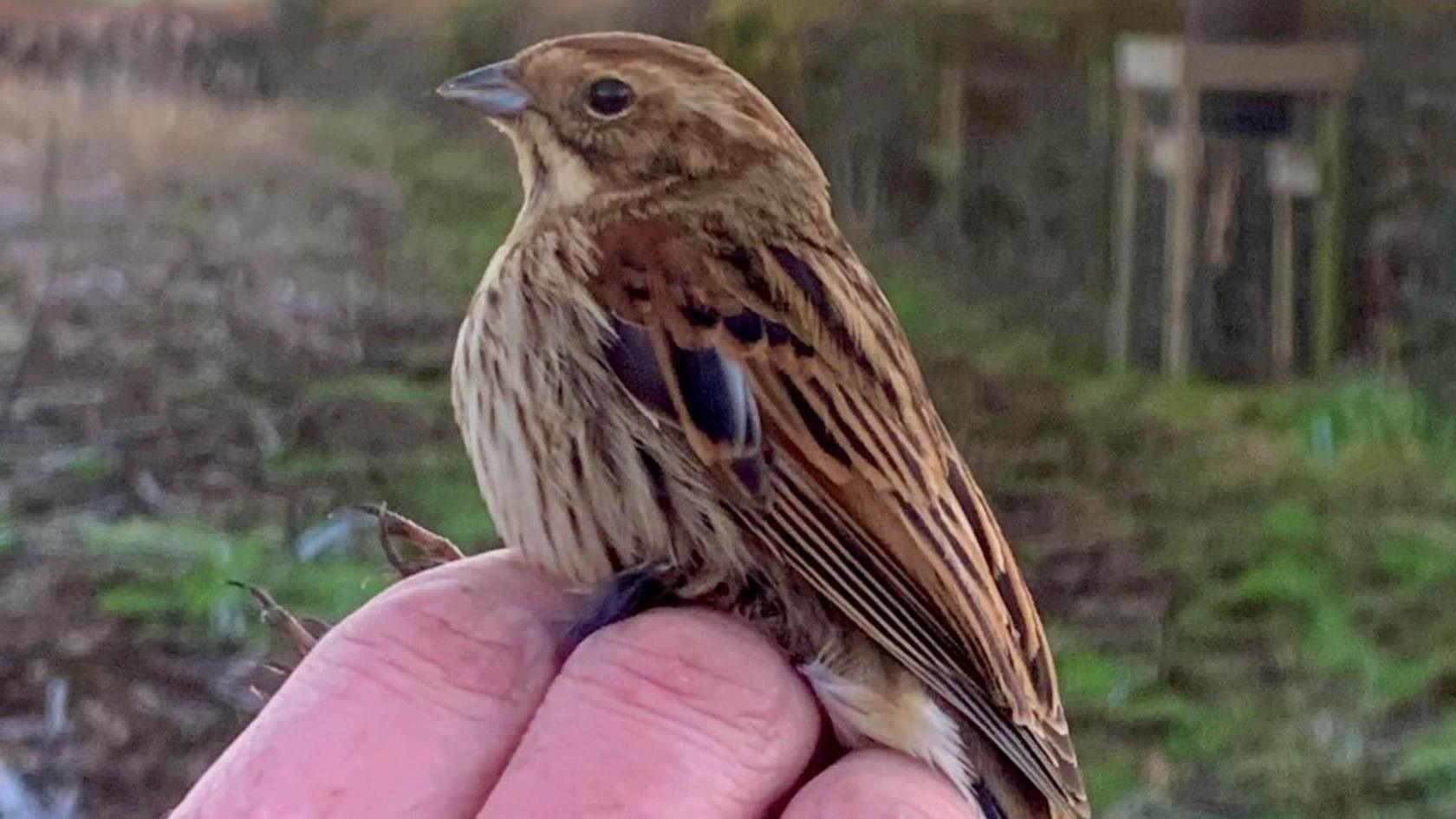 A tree sparrow sitting on a person's hand