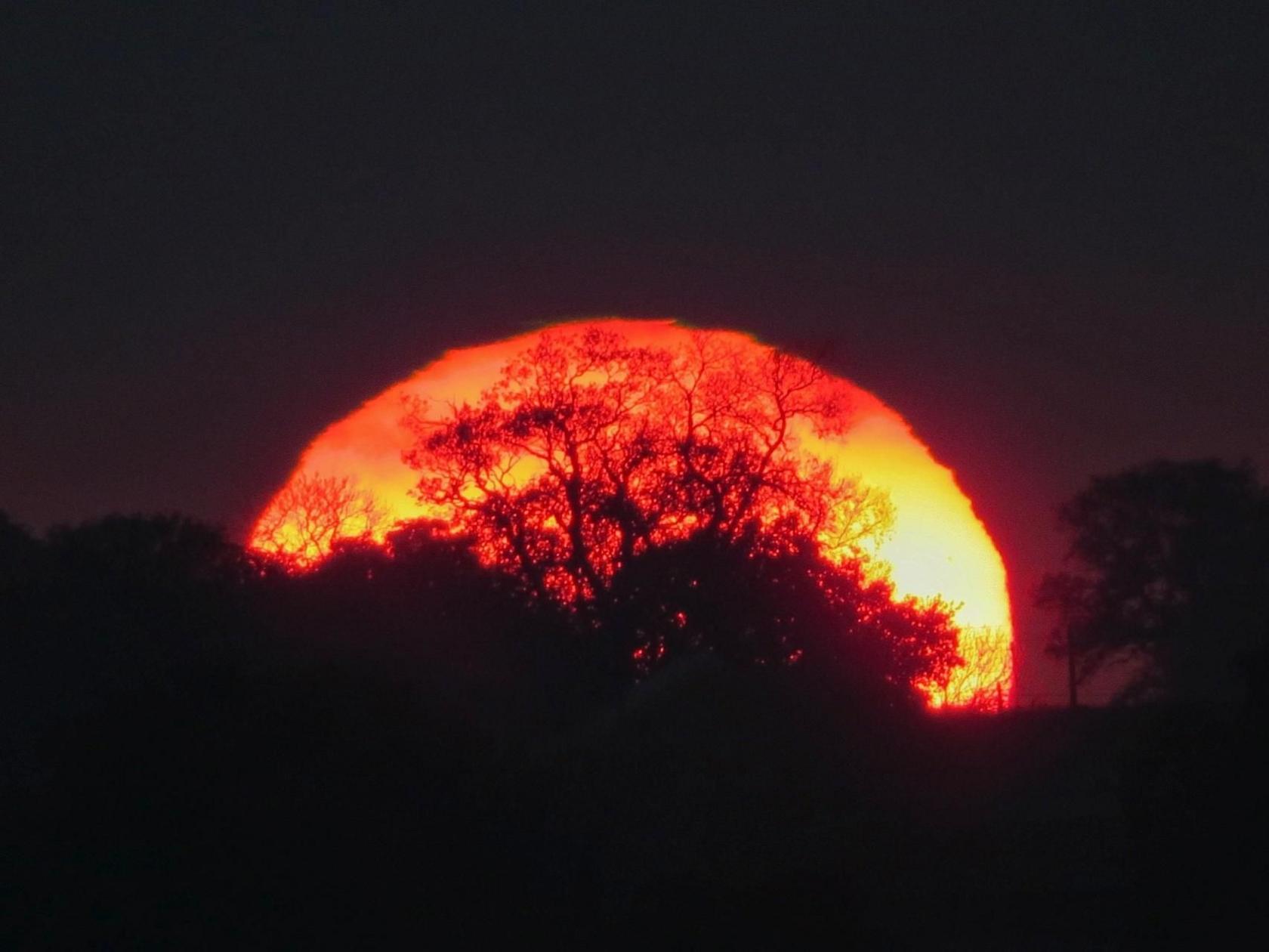 A blazing orange sun sets behind a row of trees, silhouetting them against the darkening sky.