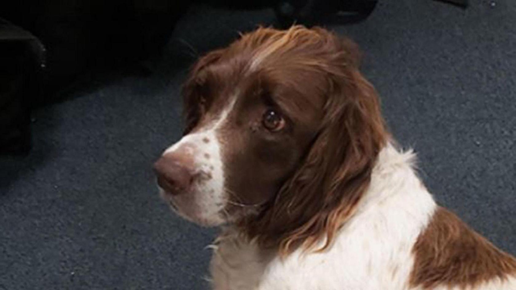 A brown and white spaniel dog