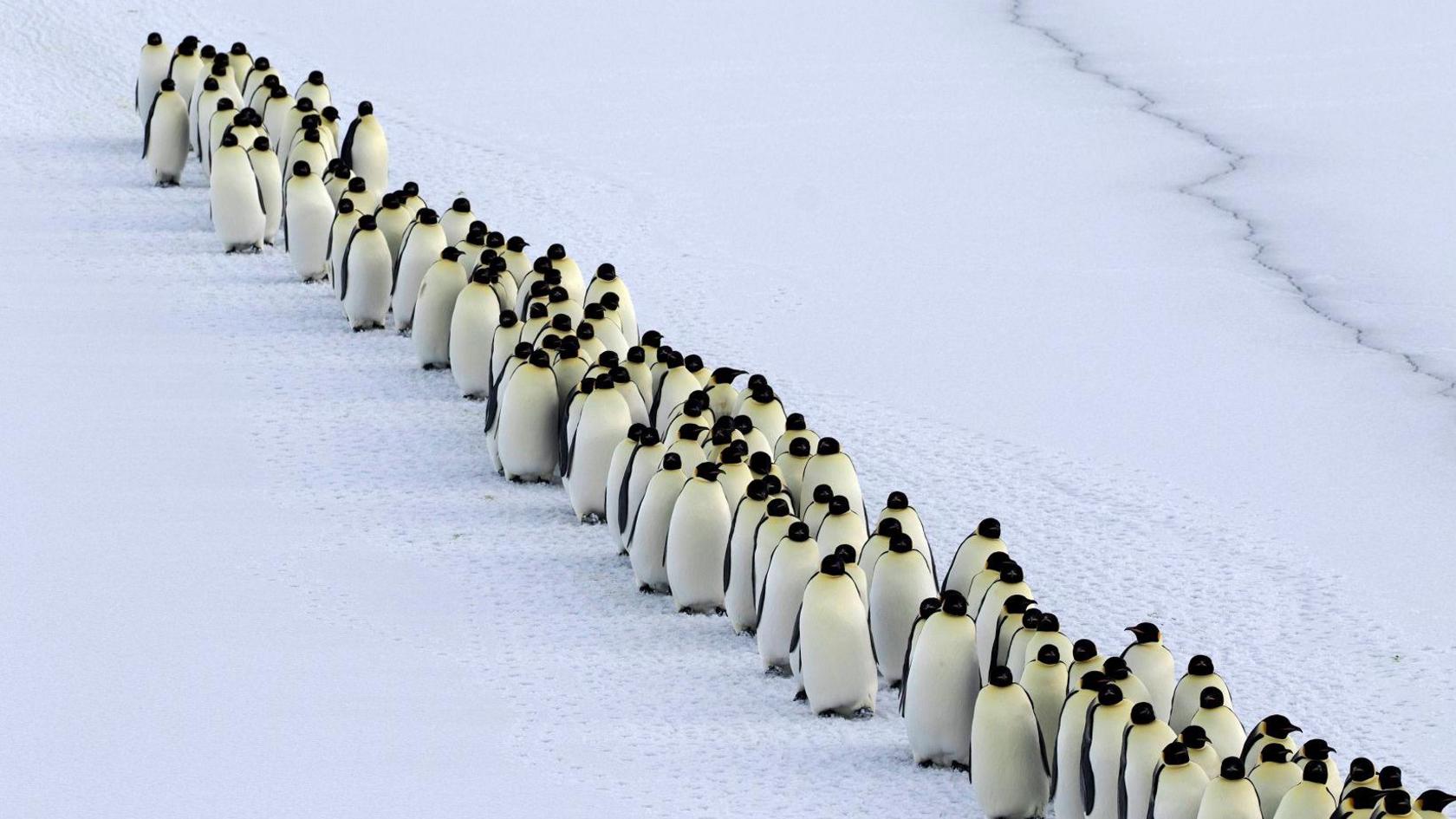 Emperor penguin colonies in Antarctica.