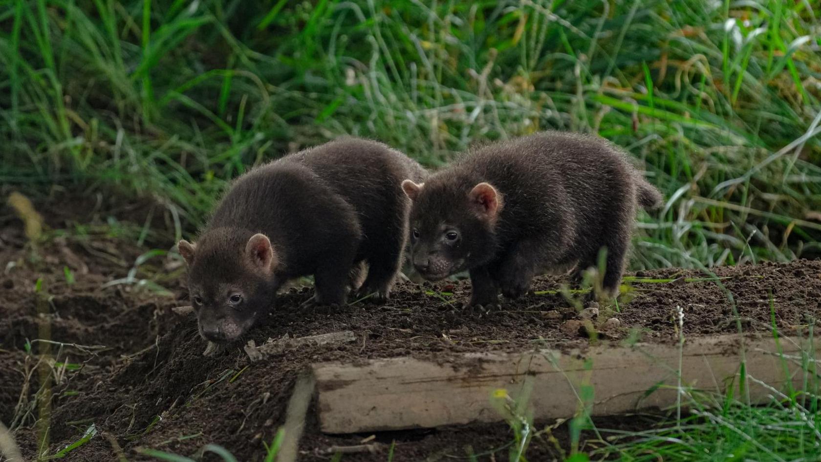 Two bush dog pups explore their surroundings in soil and long grass