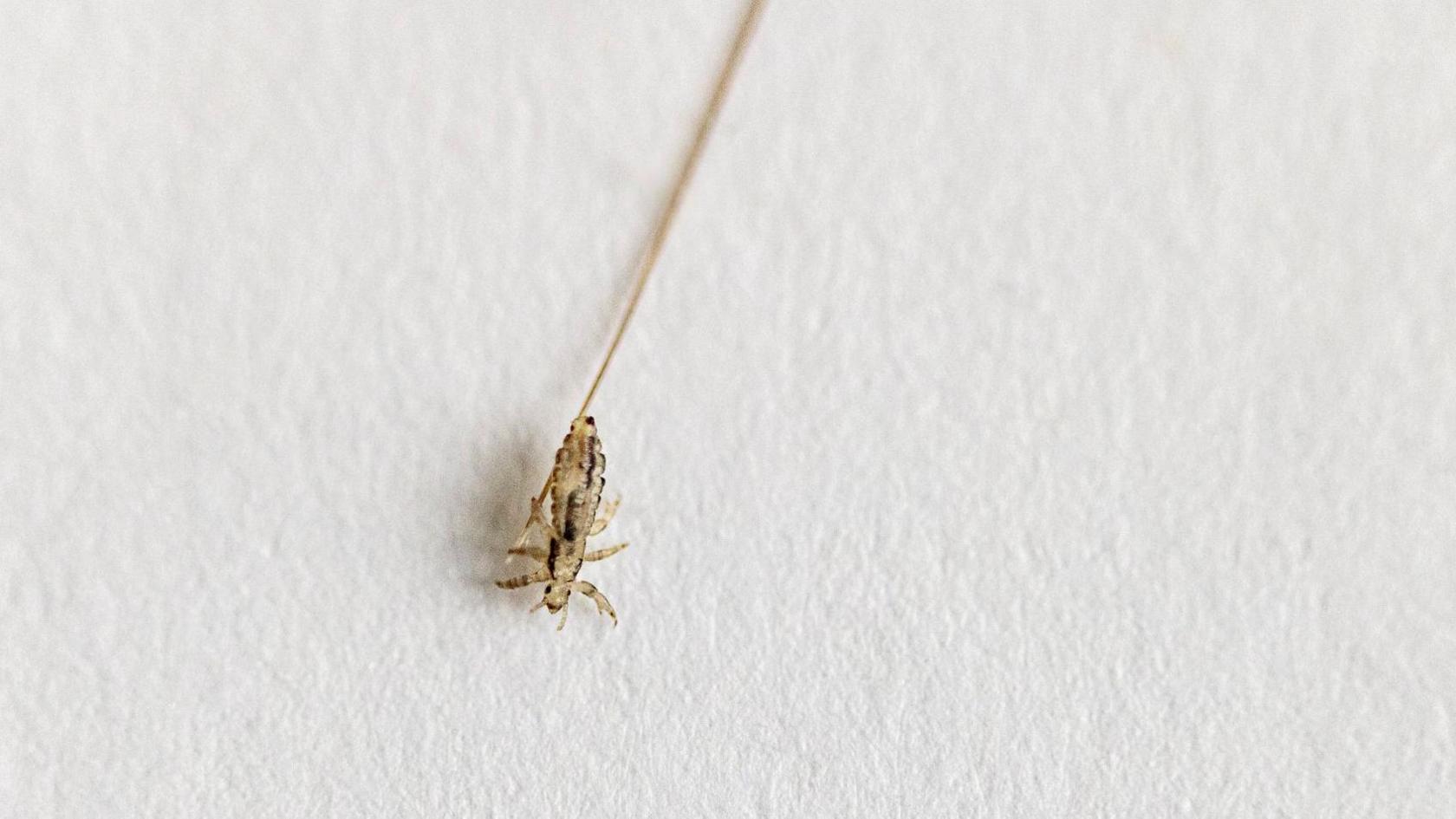 A head louse on a strand of hair. 
