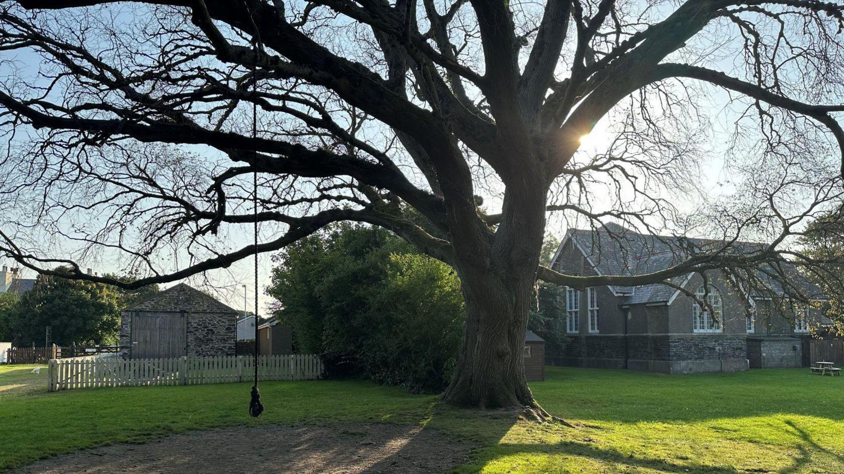 The tree stands in a grassy area, near to two buildings. It has a thick stump and many branches, but you cannot see the top of it. There is a long rope attached to one of the larger branches.