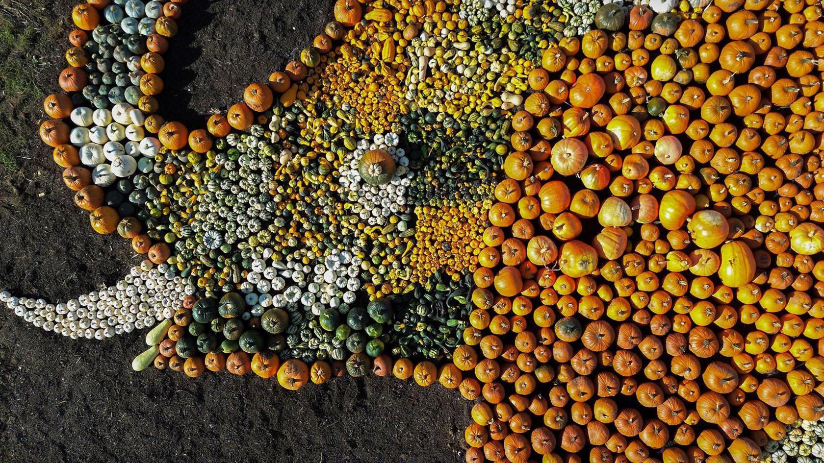 A huge mosaic of the head and shoulders of an elephant made entirely of different shades of pumpkins is seen from above in an image taken by a drone. The tusks are made of pale or white pumpkins while the main body is made of orange ones