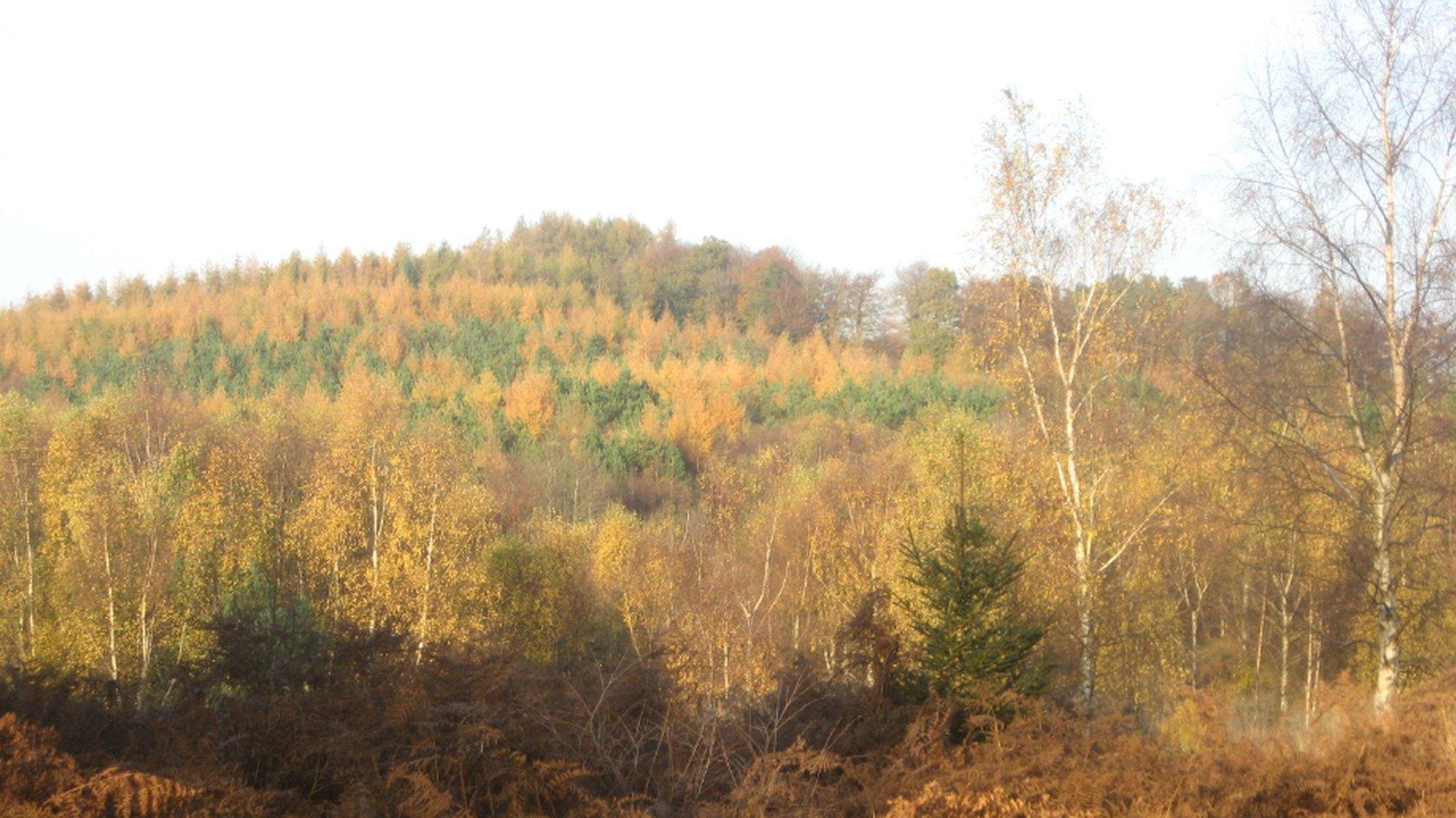 Larch trees, Forest of Dean