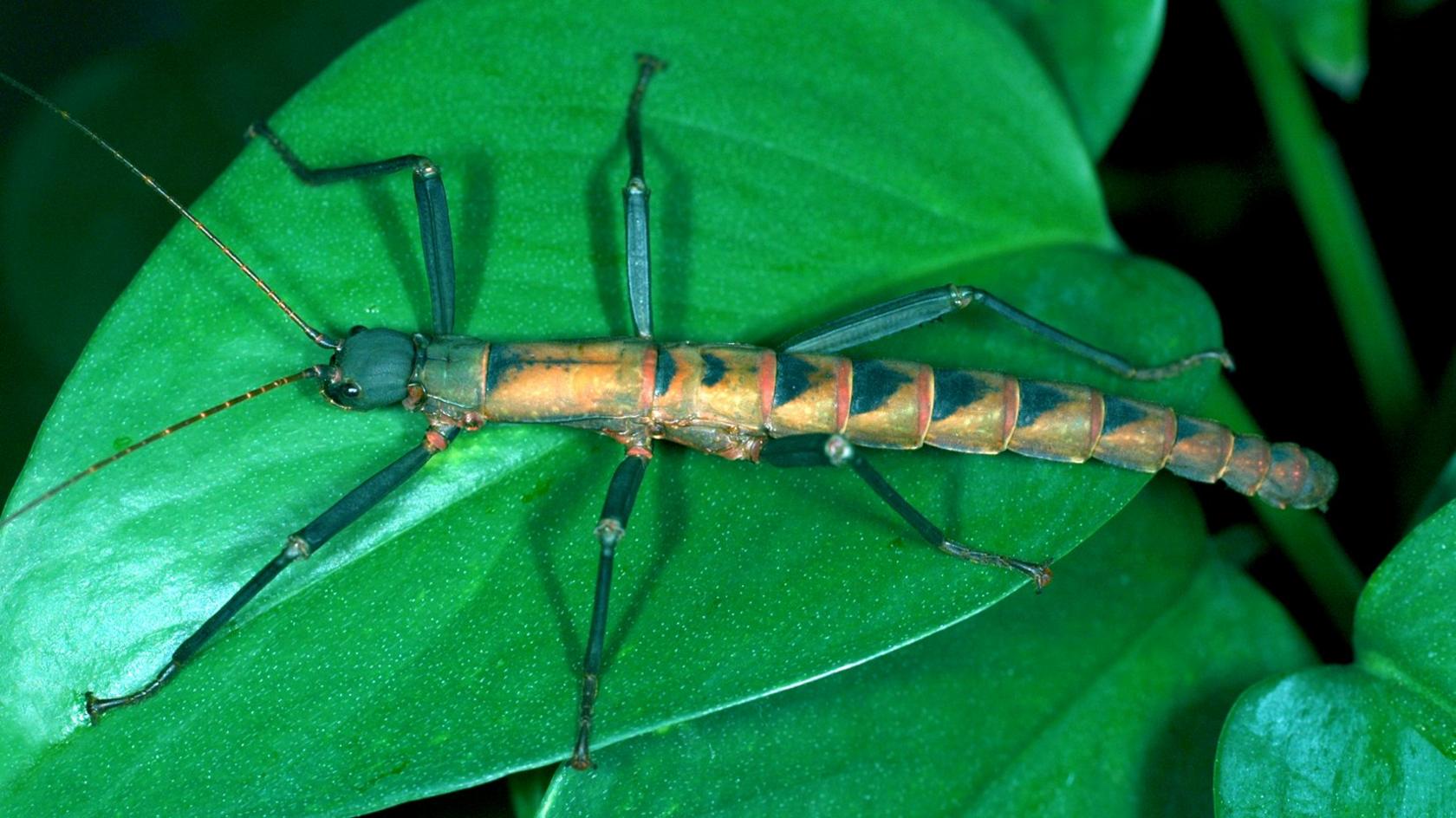 A male conlephasma insect