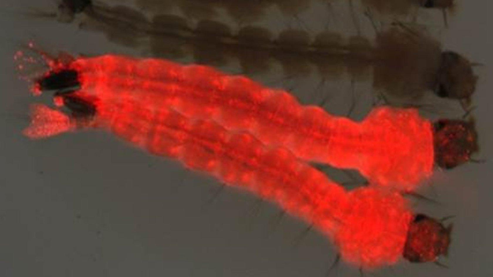 GM Insect larvae are injected with a fluorescent marker so researchers can identify the modified insects