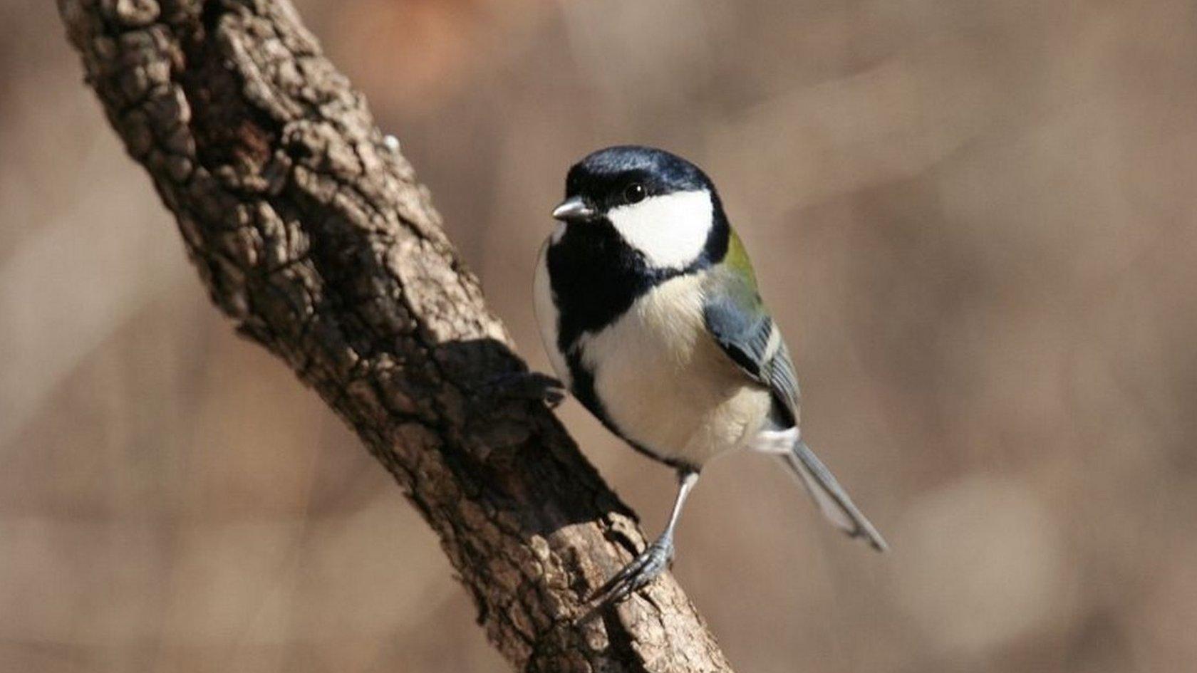 Japanese great tit (c) T Suzuki