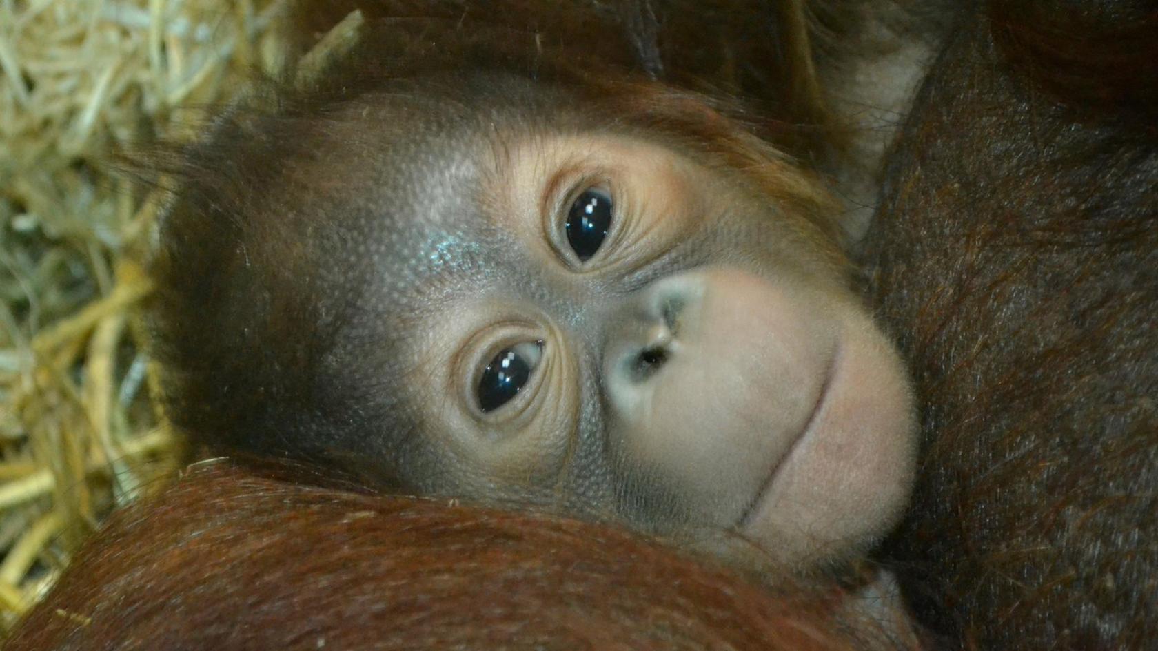 Baby orangutan at Twycross