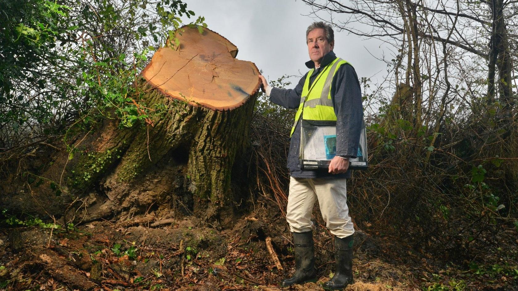 Senior tree officer Bryan Wilson from the New Forest National Park Authority