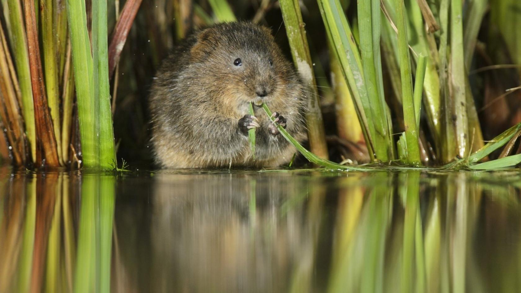 Water vole