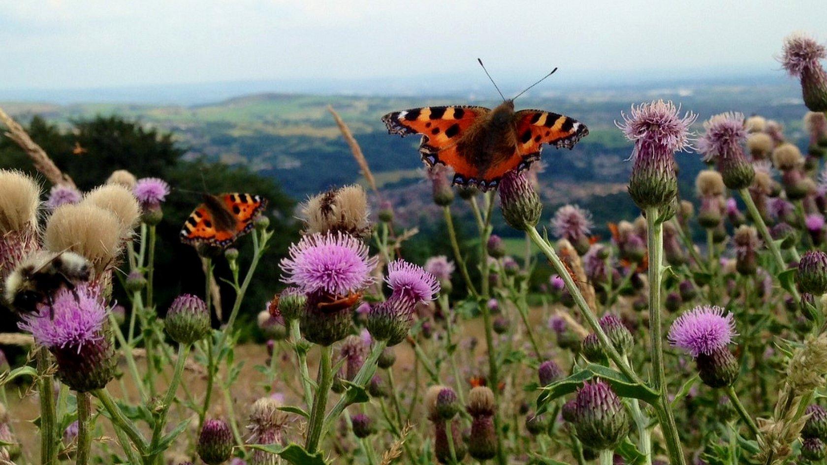 Common tortoiseshell butterfly (c) Victoria Gill