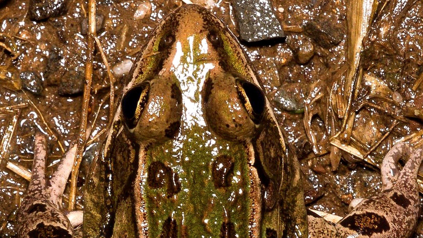 New species of leopard frog found in New York (c) Feinberg et al