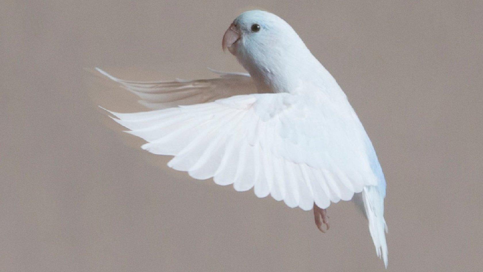 Parrotlet in flight (c) Linda Cicero