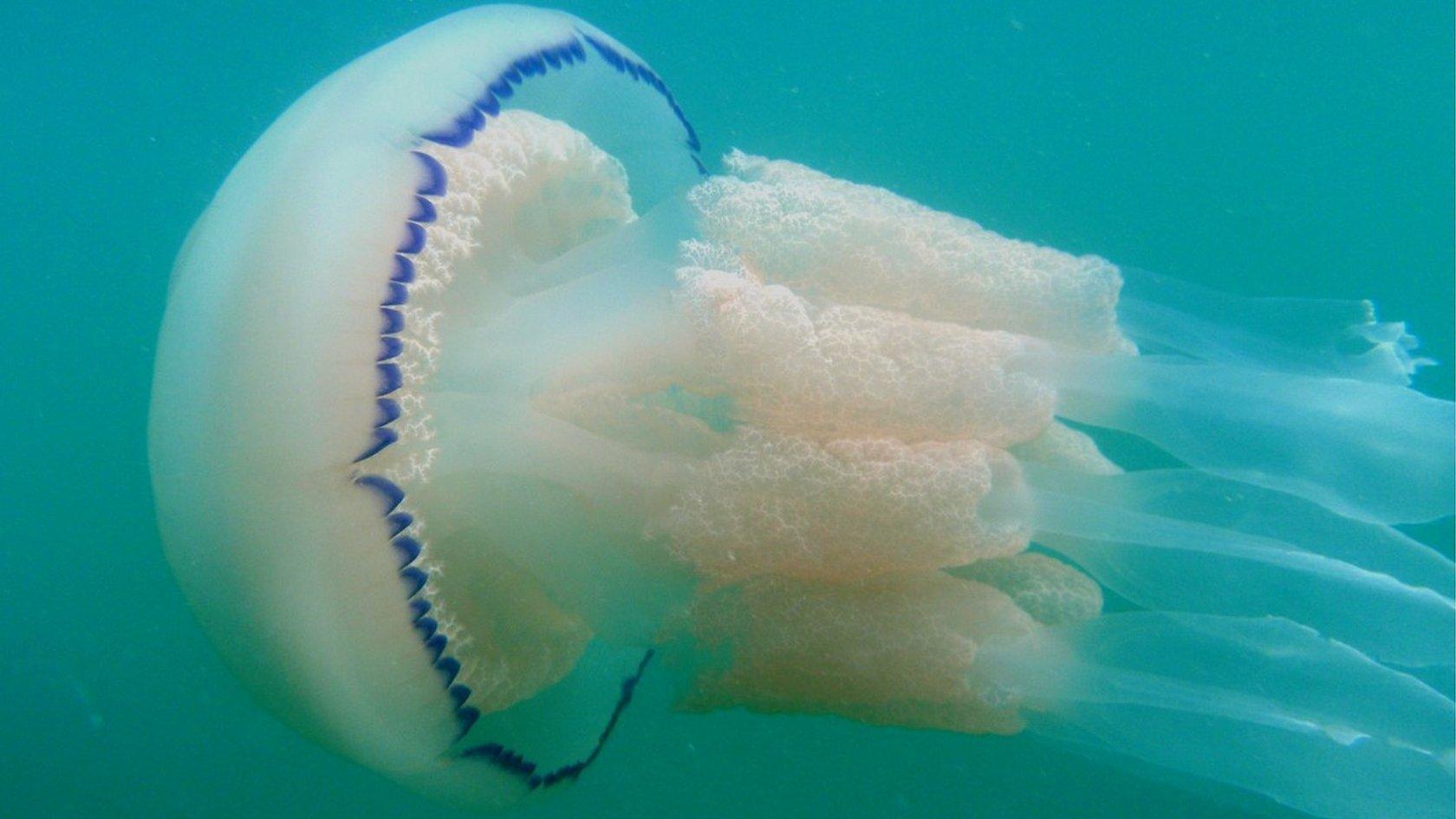 Barrel jellyfish