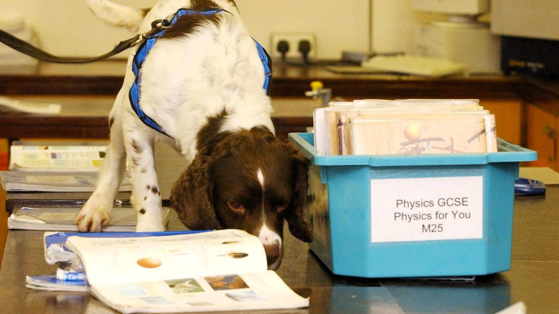 A dog on a classroom table