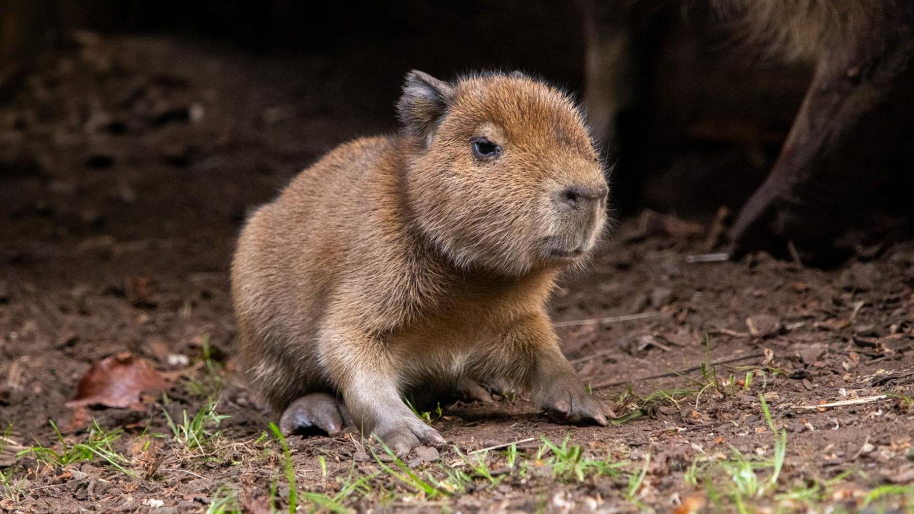 a capybara pup on some soil