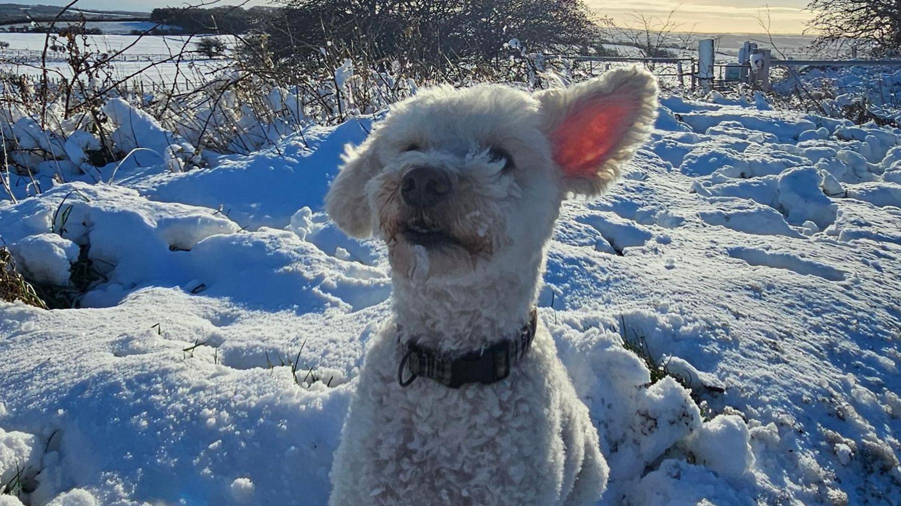 A white dog with fluffy fur is standing in a snow-covered field.