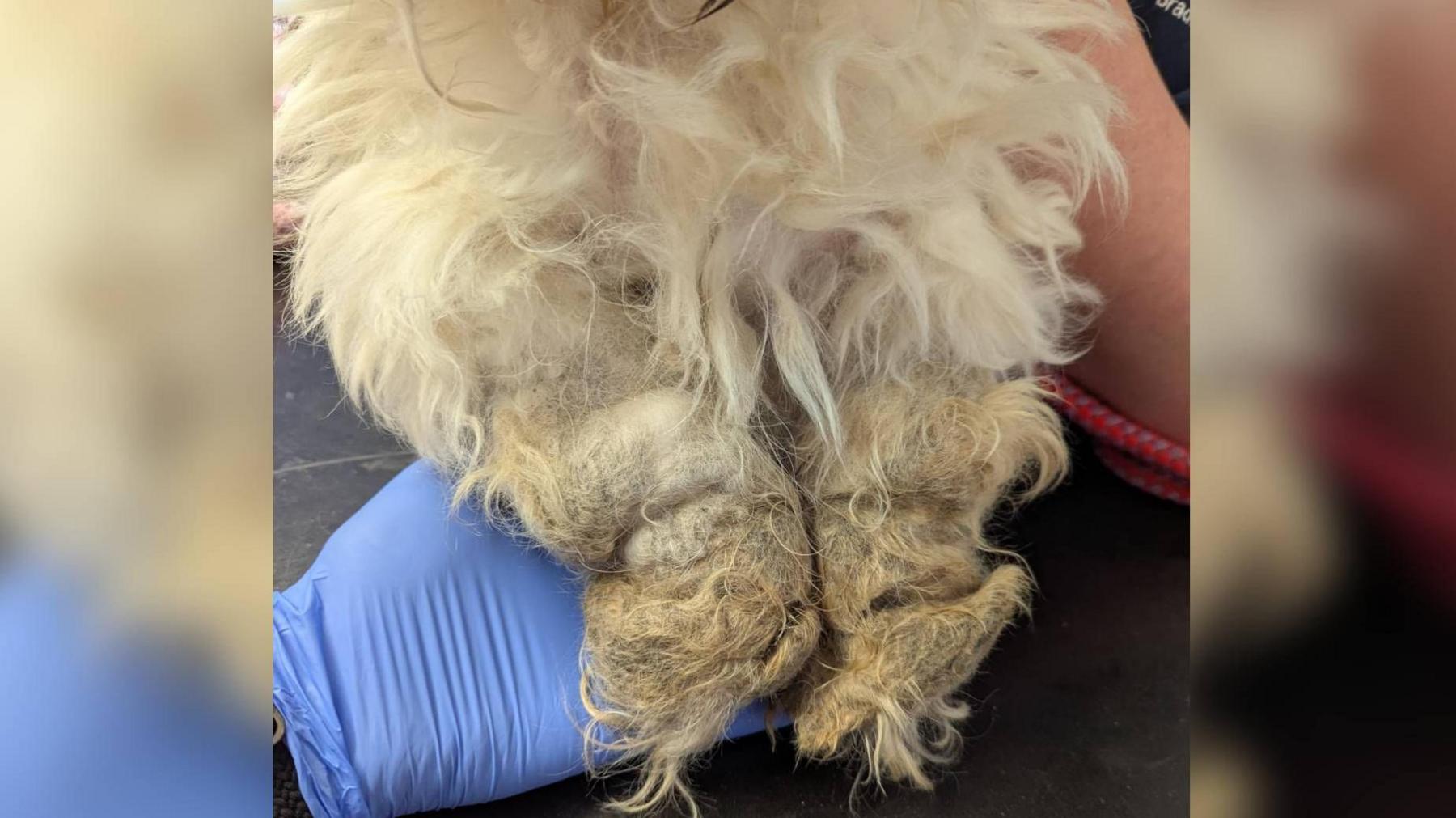 A close-up picture of the paws and legs of Charlotte, a Shih Tzu breed dog, showing severe matted fur.