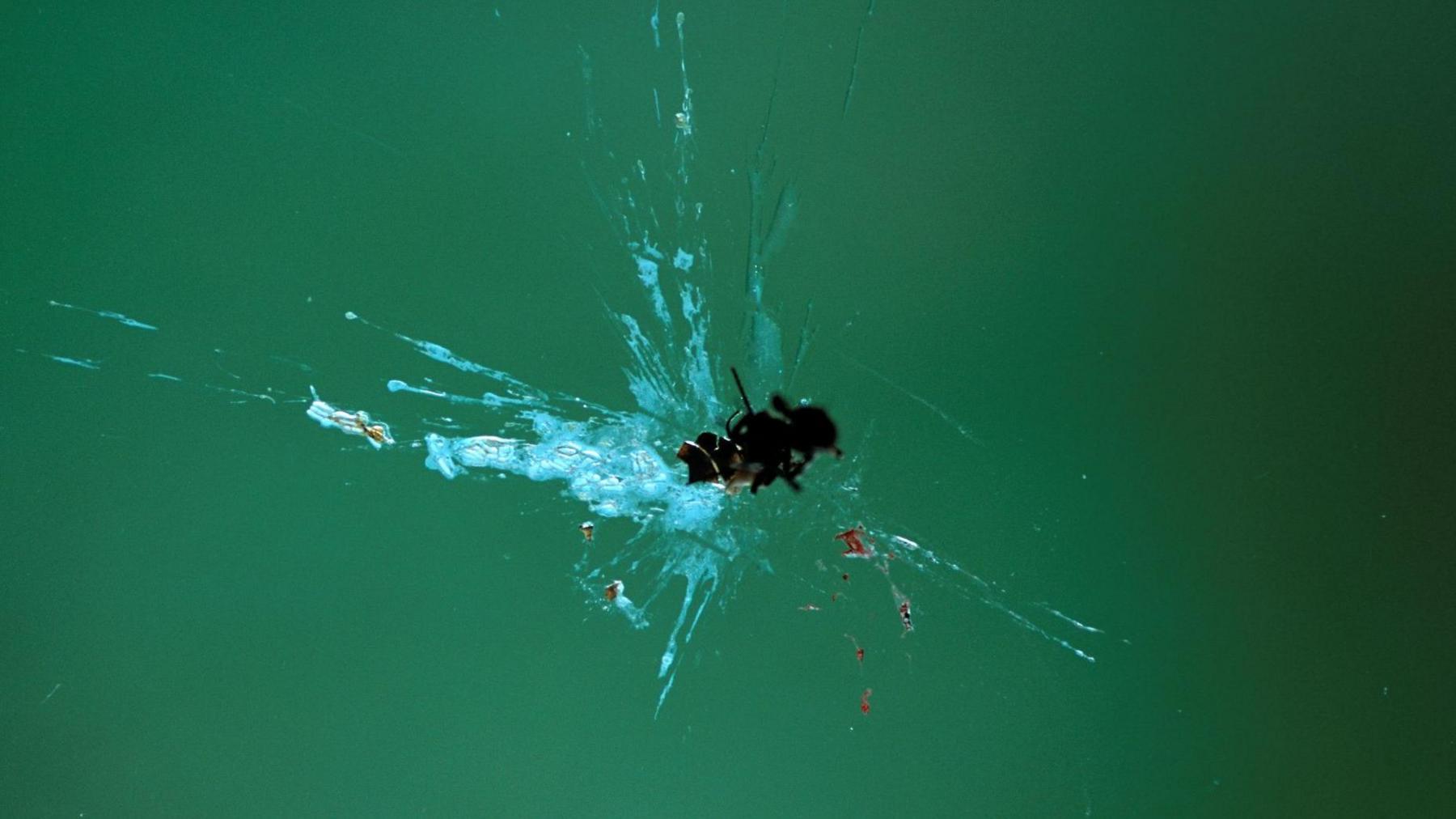 A squished bug on a glass window plane.