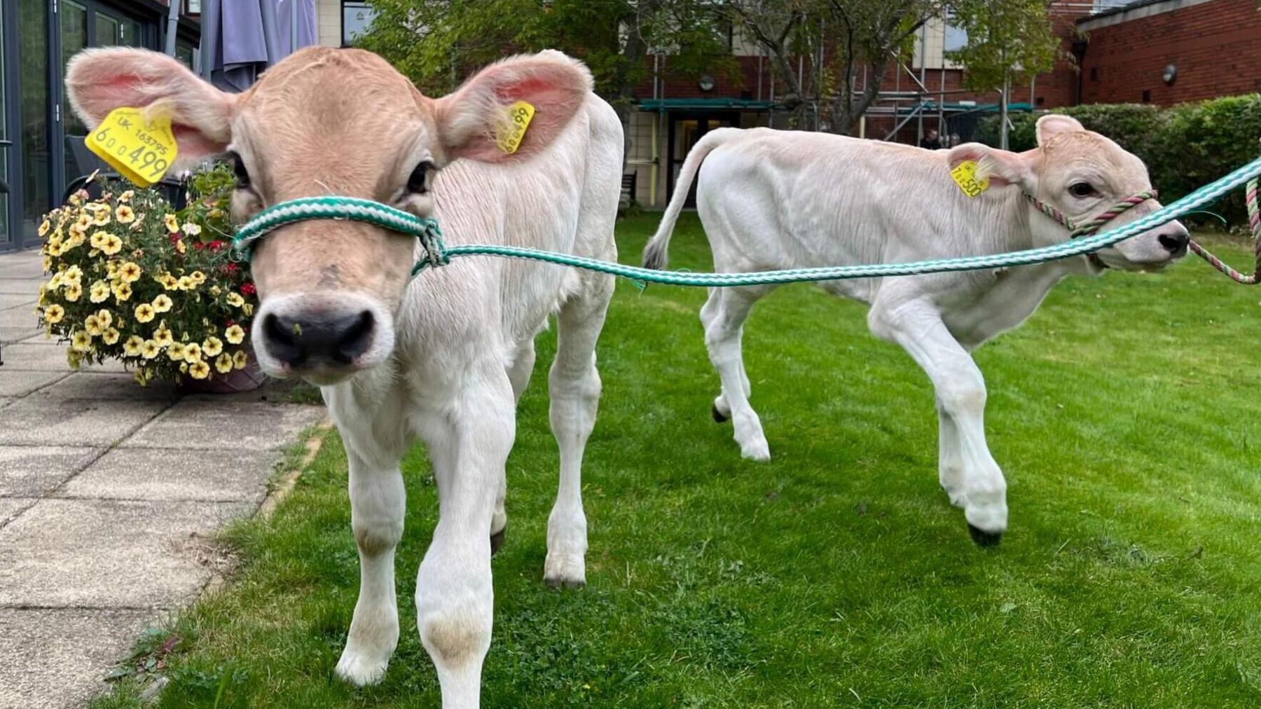 Twin calves visit Ashgate Hospice in Chesterfield, Derbyshire