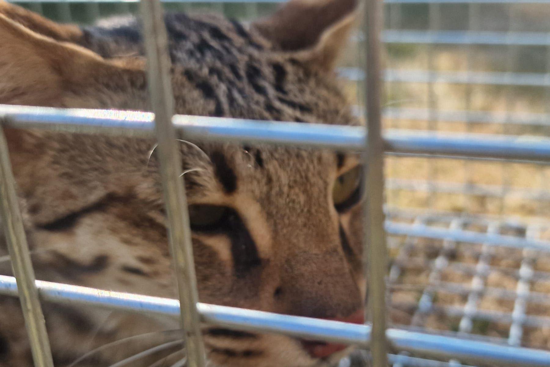 A Savannah cat with spots can be seen inside a cage sitting in a prone position