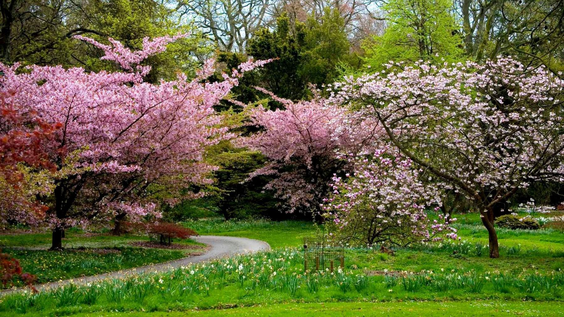 Blossoming trees at Batsford