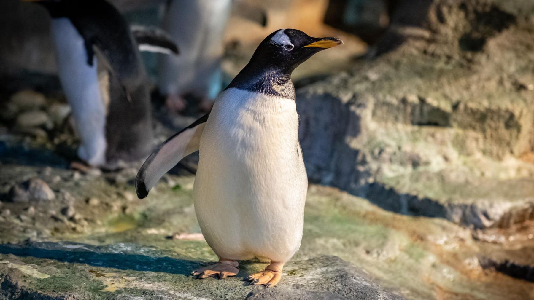 floppy the penguin.