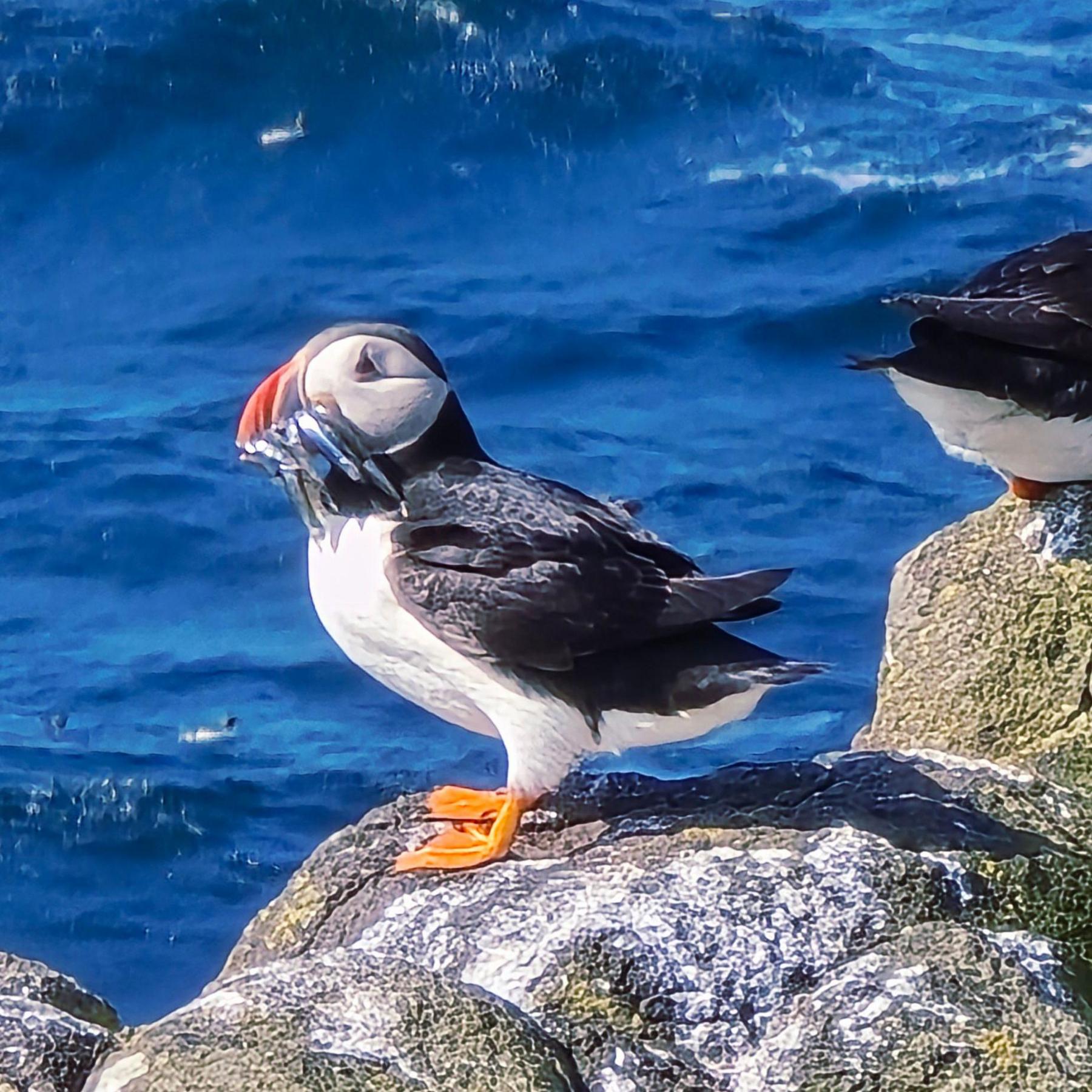 A puffin, with a mouthful of fish, perched on a large, mossy rock by the water. The puffin is mainly black with a white belly and face. It has orange feet and an orange bill in which it is carrying a number of silver eels.