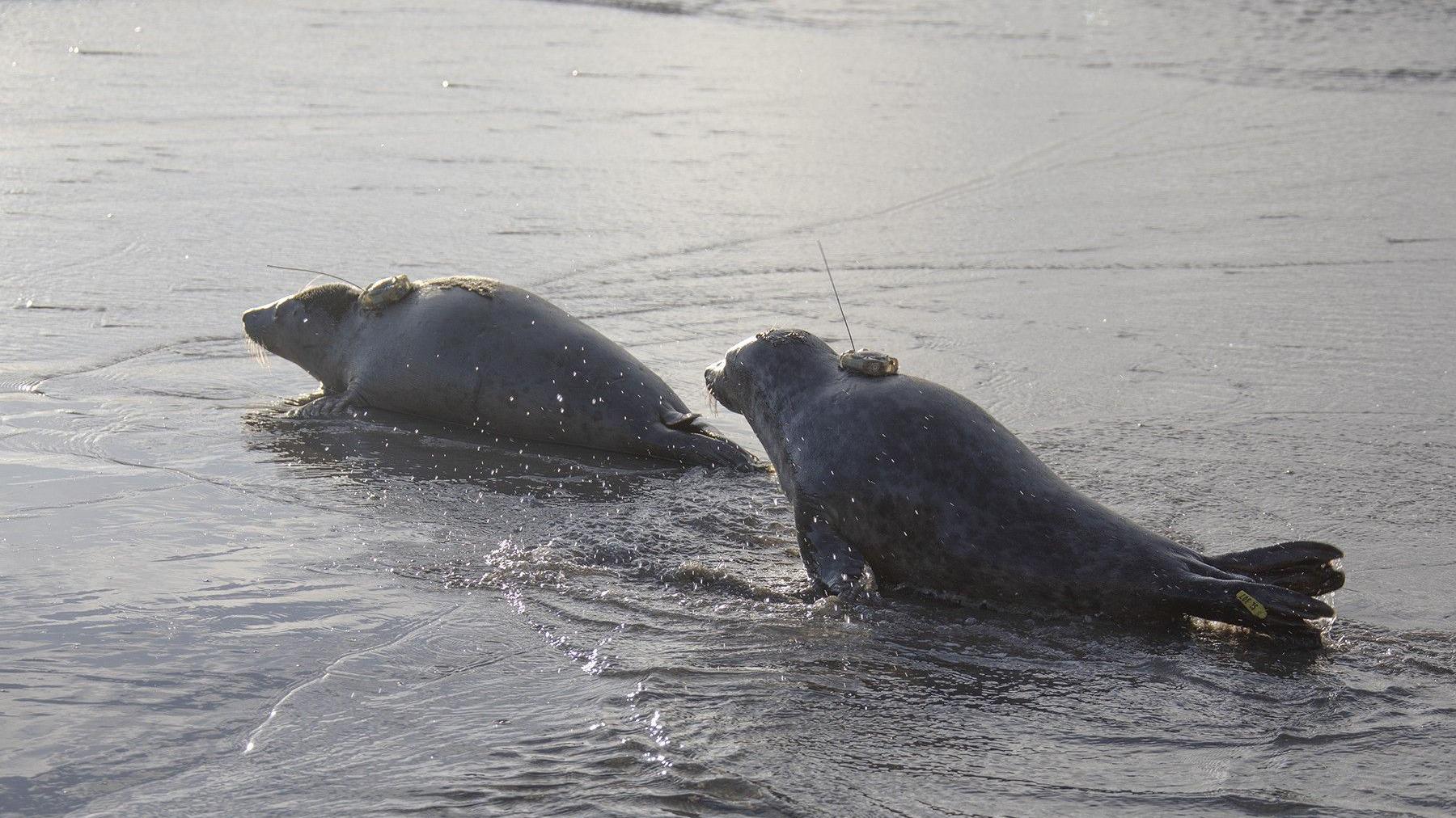 Two seal pups with a GPS device attached to their backs, which is box shaped and has a thin antenna sticking out the top.