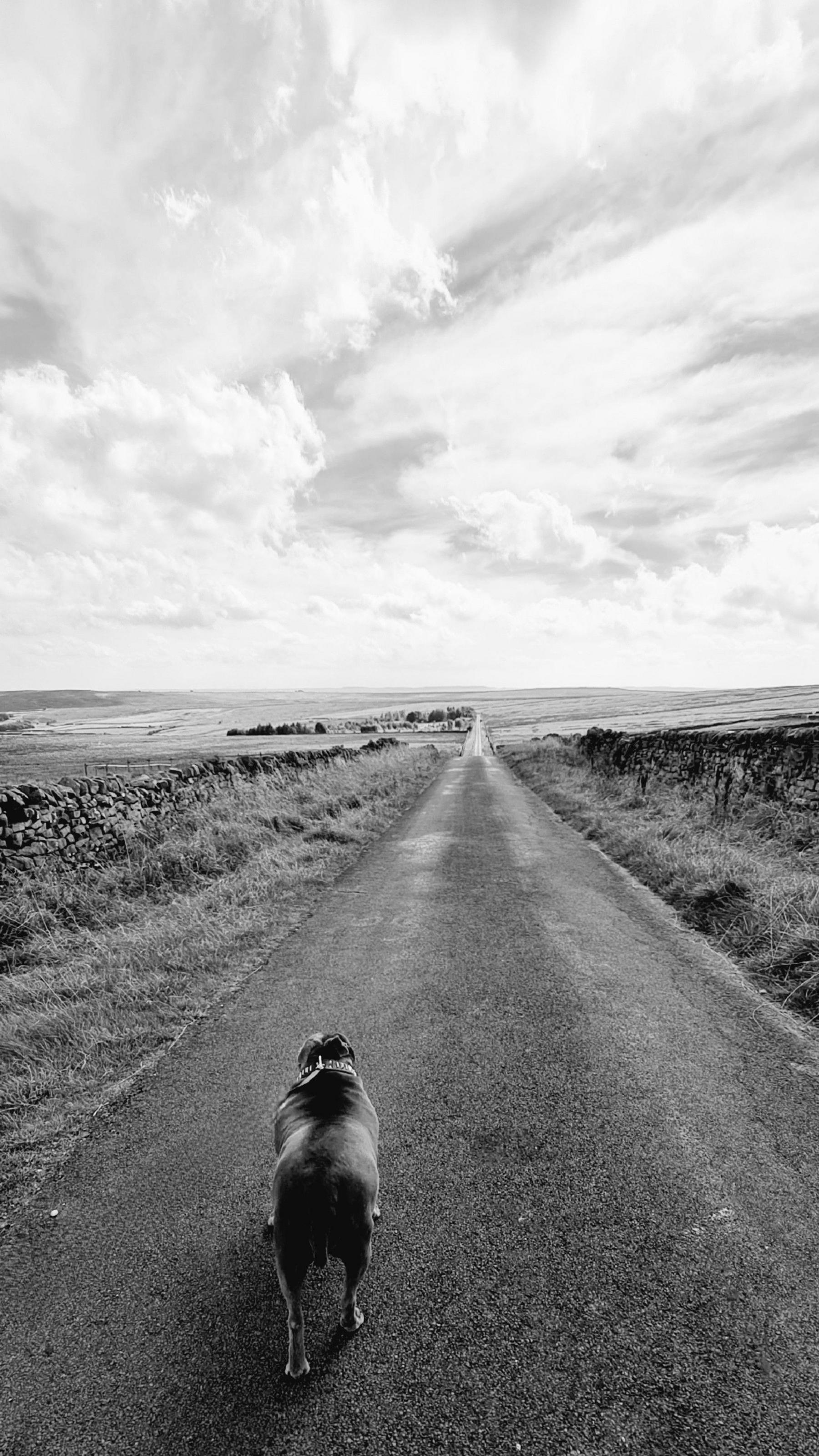 A dog on an empty road