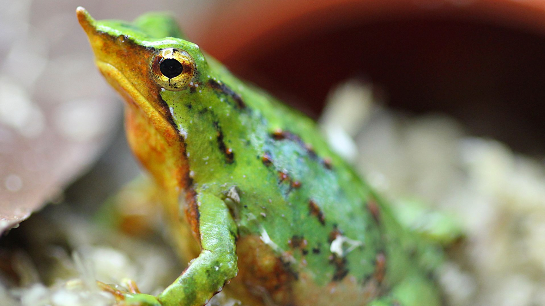 Endangered Darwin's frog