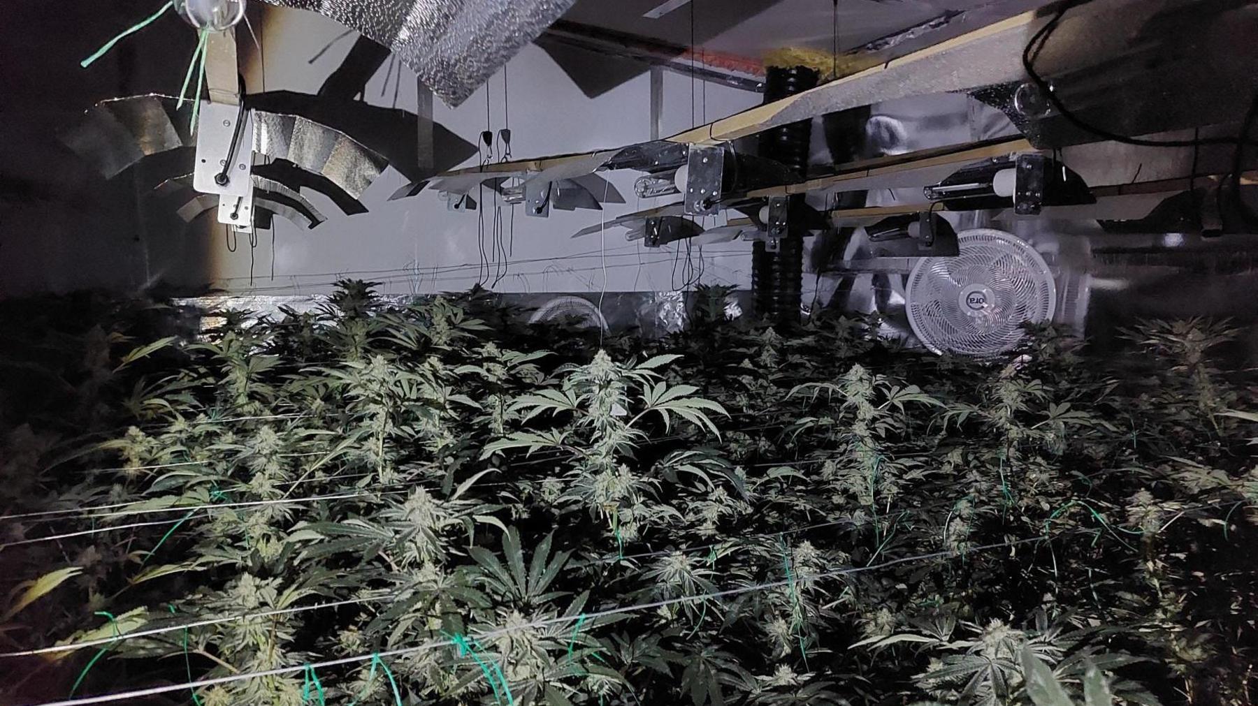 Cannabis plants being grown inside a room in Yaxley