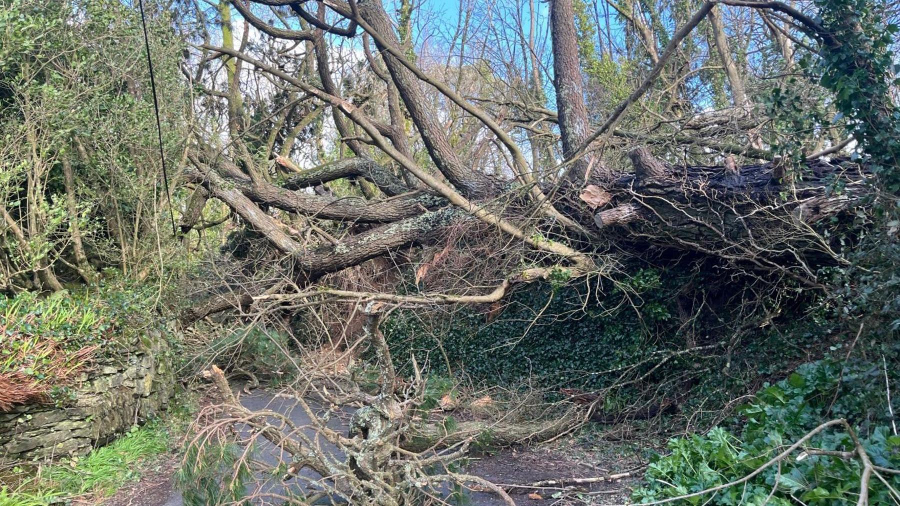  fallen tree blocking a lane with vegetation either side.