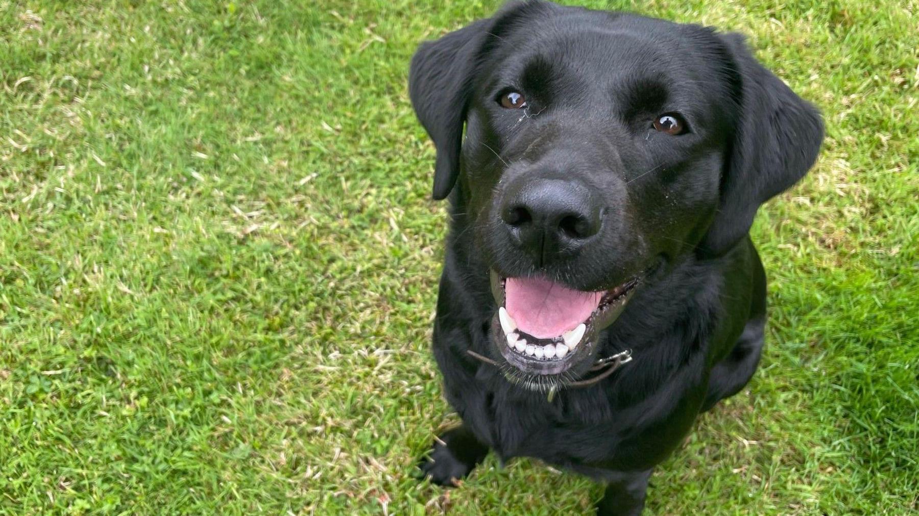 A dog sits on the grass and looks up with her mouth open. The dog is a black Labrador.