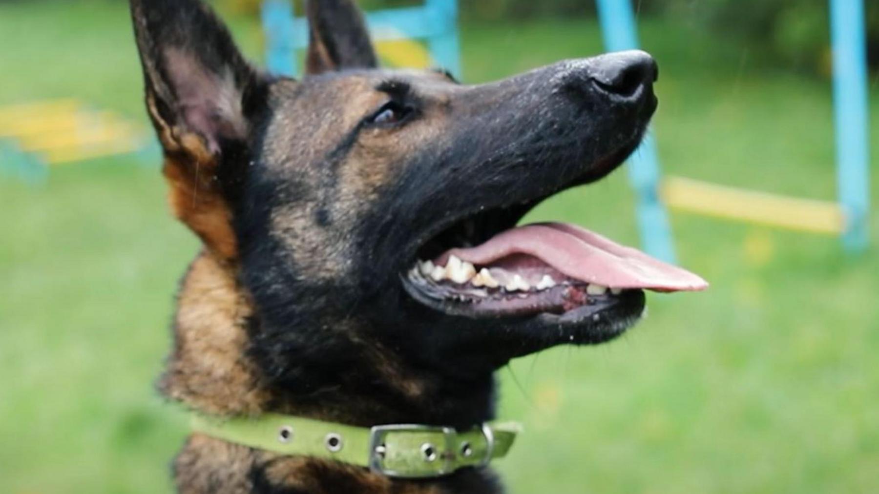 A German Shepherd at Birmingham Dogs Home