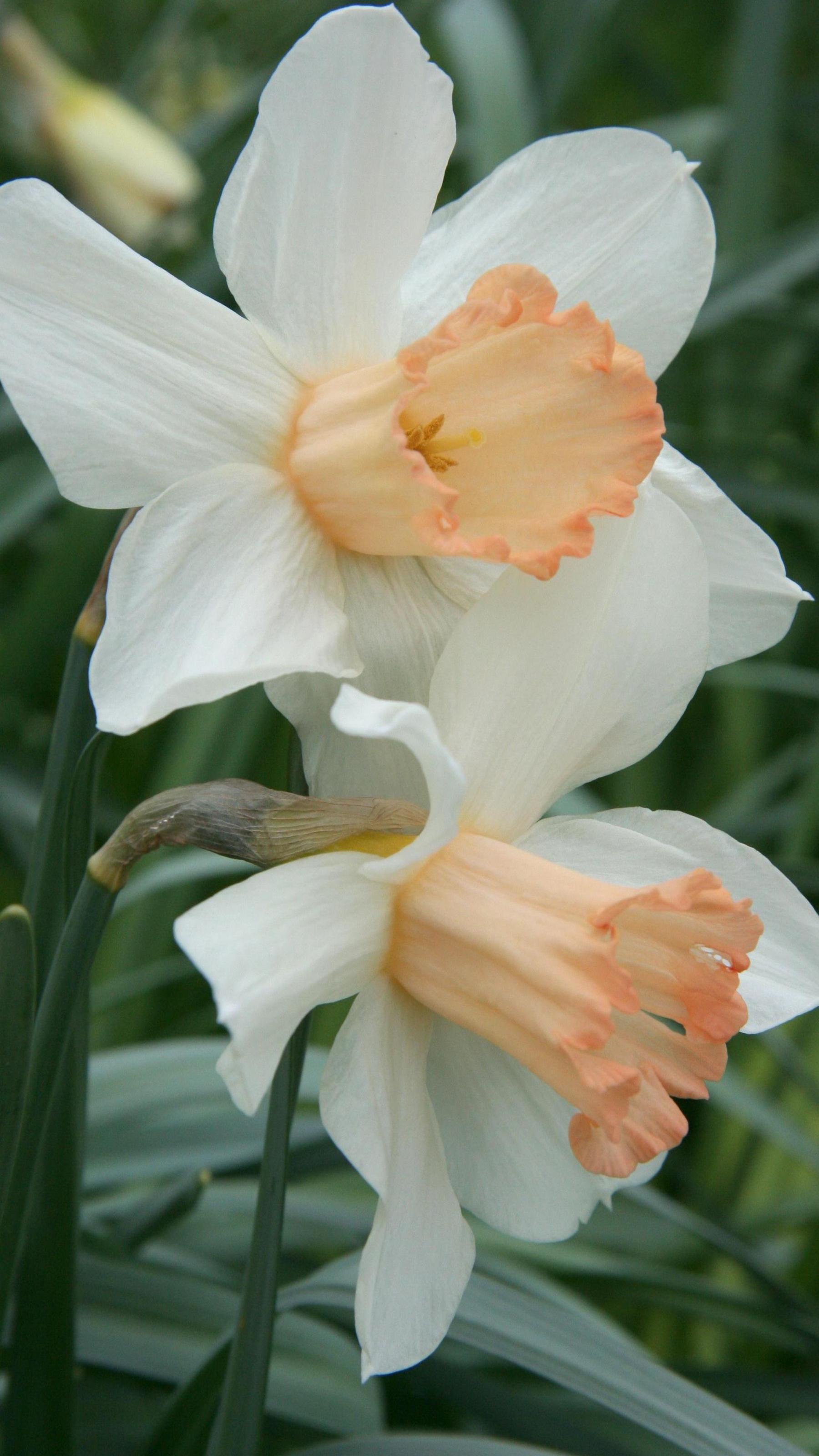 The picture shows two daffodil flowers from the variety, RO Backhouse. The flowers are ivory-white with a pinkish-yellow central trumpet. They grow against a backdrop of green.